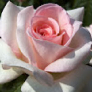 Meet your Posher, Josephine